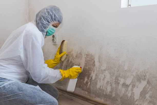 Best Black Mold Remediation in Ruhenstroth, NV