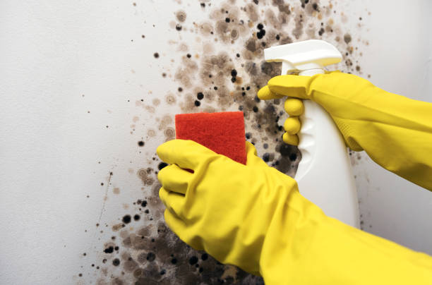 Best Residential Mold Remediation in Ruhenstroth, NV